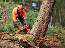 Trusted Kings Point, NY Tree Removal Experts
