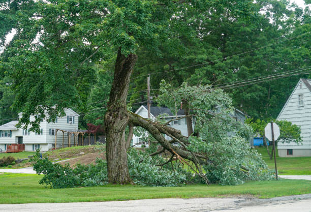 Best Emergency Tree Removal  in Kings Point, NY